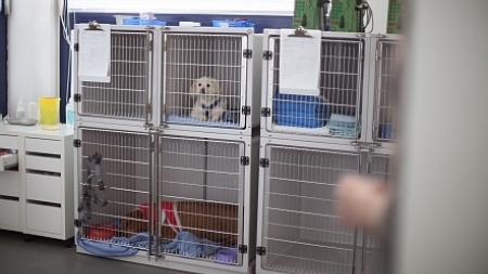 Hundestation