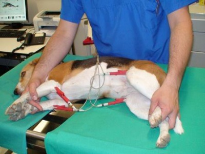 Hund EKG
