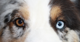 KTS Augen