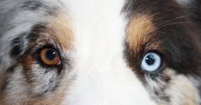 KTS Augen