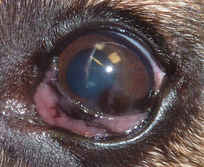 KTS SchäFerhundkeratitis