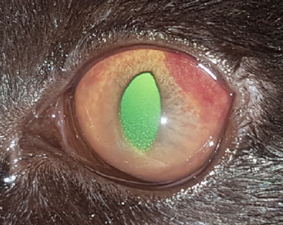 KTS Uveitis