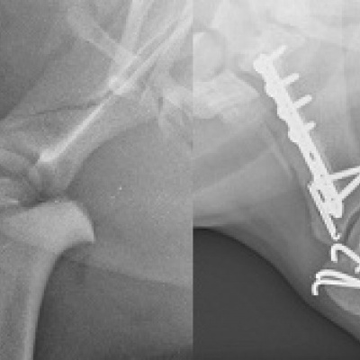 Hund mit einer Fraktur im Bereich der Schulter vor und nach der Operation