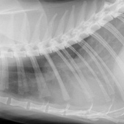 Katze mit einer Masse in der Lunge. In diesem Falle handelte es sich um einen Abszess und konnte erfolgreich operiert werden