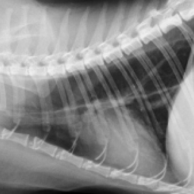 Röntgenaufnahme eines Hundes nach einem Autounfall: Die Lunge ist fast vollständig kollabiert