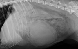 Hund Bauch